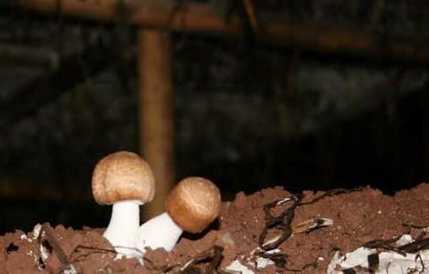 姬松茸种植技术（姬松茸种植栽培技术）
