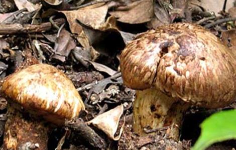 松茸产地分布在哪些地方（松茸分布地区）