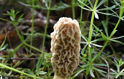 羊肚菌产地分布有哪些地方(羊肚菌最大的产地分布在哪里?)