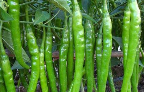 辣椒种子怎么种（辣椒种子育苗方法全过程）