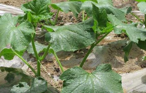 黄瓜种子怎么种（南瓜种子怎么种）