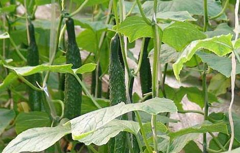 阳台黄瓜种植技术 阳台黄瓜的种植方法和管理技术