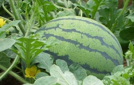 无籽西瓜的高效栽培技术(无籽西瓜的高效栽培技术与管理)