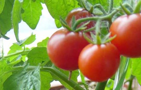 早春番茄育苗注意事项（早春番茄育苗注意事项图片）