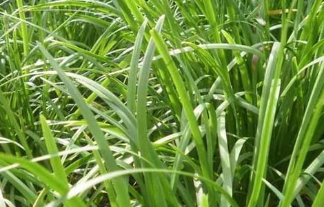 韭菜的种植技术 韭菜怎样种植