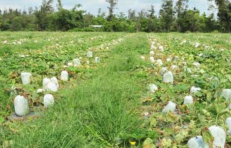 冬瓜的种植技术 大棚冬瓜的种植与管理技术