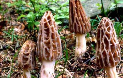 羊肚菌高效栽培技术 羊肚菌高效栽培技术