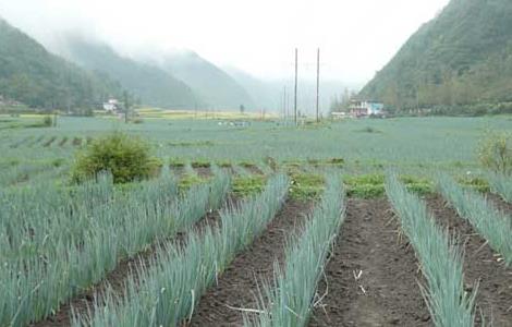 大葱种植技术(红葱种植技术与管理)