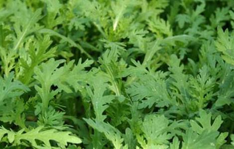 茼蒿的栽培技术（茼蒿栽培技术和病虫害防治）