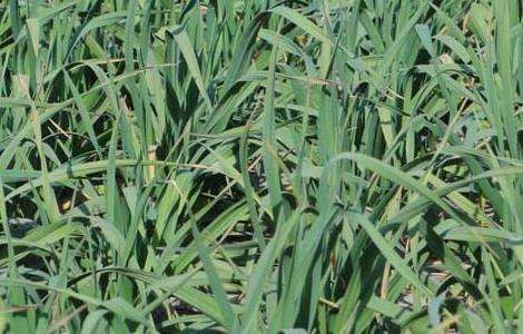 大蒜栽培技术（大蒜种植技术和管理方法）