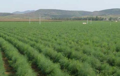 芦笋栽培技术（芦笋怎么种植技术视频）