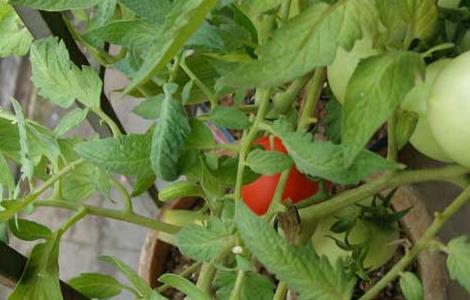 盆栽西红柿栽培技术（盆栽西红柿栽培技术和管理视频）