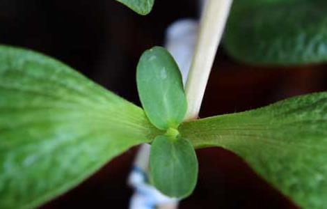 黄瓜嫁接技术（西瓜嫁接技术）