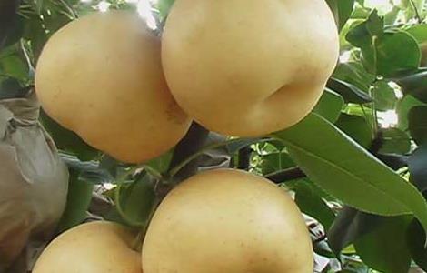 梨果套袋操作技术（梨果实套袋技术要点）