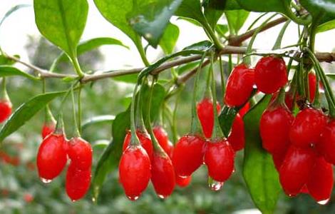 枸杞的产地分布有哪些 枸杞的产地分布有哪些地方