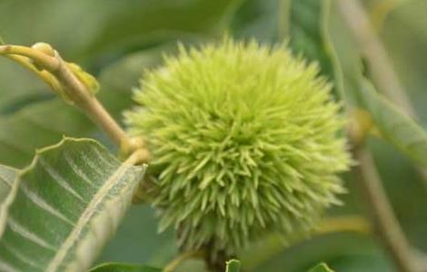 板栗的种植技术 板栗的种植技术要点