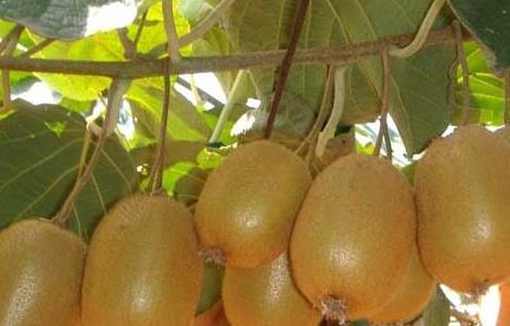 猕猴桃种植技术（红心猕猴桃种植技术）