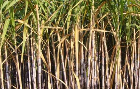 甘蔗的产地以及来源（甘蔗的产地以及来源是）