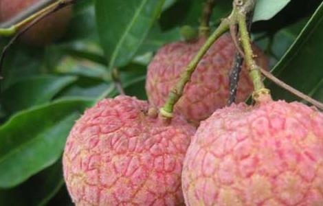 荔枝产地在哪里（荔枝产地在哪里最多）