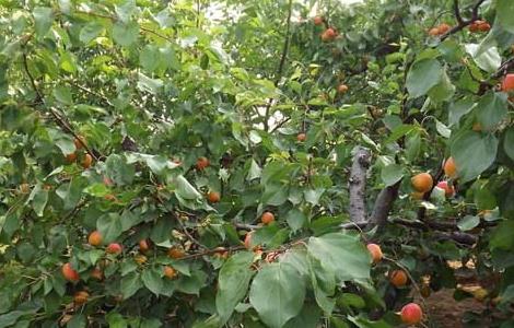 杏树修剪技术 杏树修剪技术跟那种果树相同