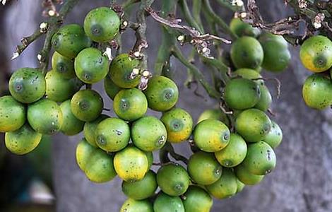 槟榔种植技术 槟榔种植技术与管理