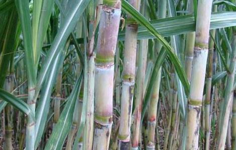 甘蔗正确的施肥方法 甘蔗怎样施肥才正确