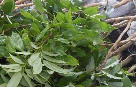 荔枝种苗高效繁殖技术（荔枝种苗高效繁殖技术有哪些）