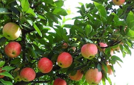 果树药害的救治办法 果树产生药害有补救办法吗