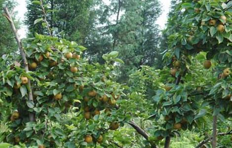 果树种植管理