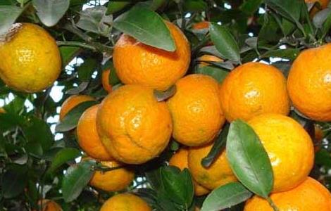 冬季刮果树表皮有那些好处 果树去皮有什么好处