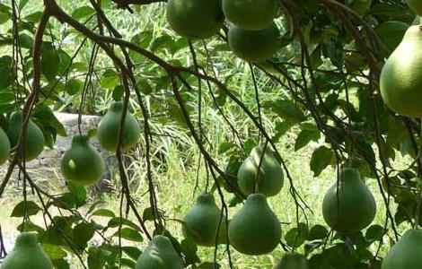 怎样对柚子促花结果(柚子促花枝术)
