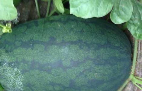 黑美人西瓜栽培技术 黑美人西瓜栽培技术视频