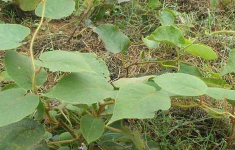 猕猴桃树几年结果（猕猴桃树几年结果最好）