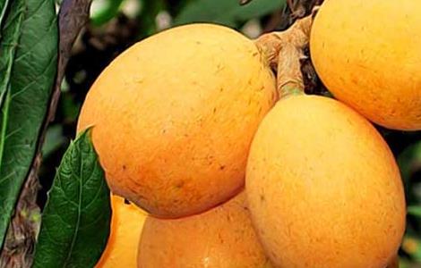 枇杷种植栽培技术