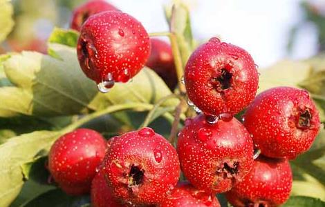 山楂种植技术(山楂种植技术问答)