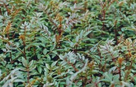 花椒树苗的种类有哪些（花椒树苗什么品种好）