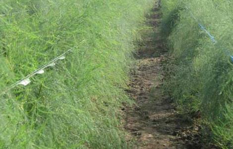 芦笋种子处理方法（芦笋种子处理方法视频）