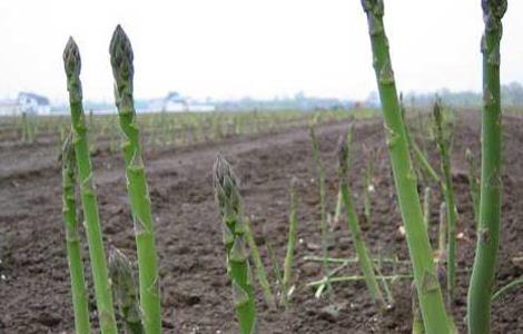芦笋的种植时间（芦笋的种植与栽培技术）