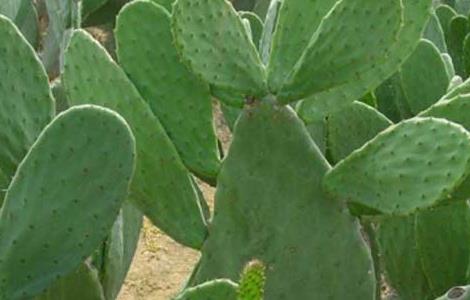 食用仙人掌栽培技术（食用仙人掌栽培技术与管理）