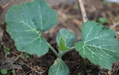 南瓜的种植时间（一串铃南瓜的种植时间）