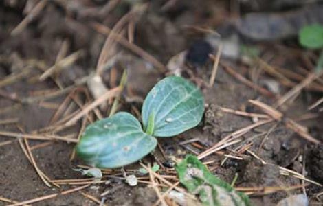 南瓜种子怎么种（南瓜种子怎么催芽）