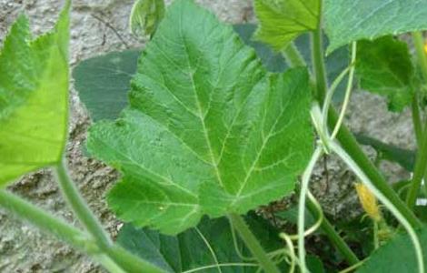 南瓜种子怎么种