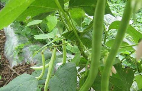 阳台种植四季豆的方法（盆栽四季豆的种植方法）