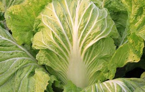 大白菜种植技术 春季大白菜种植技术