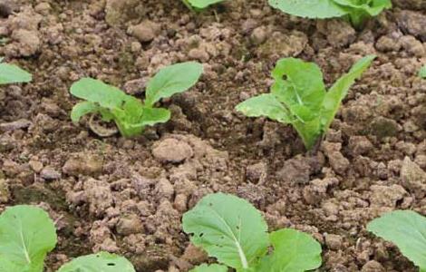 白菜种植时间是什么时候 白菜啥时候种植