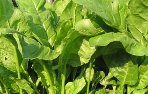 菠菜的保存方法 菠菜如何保存