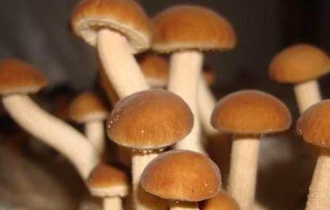 茶树菇的产地分布 茶树菇的产地分布图