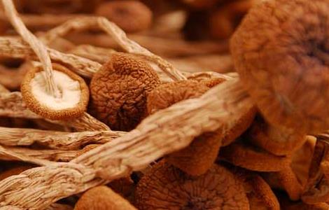 茶树菇的生长条件有哪些(茶树菇的生长环境和营养价值)