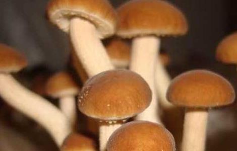 茶树菇种植技术 茶树菇种植技术视频播放