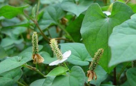 鱼腥草的种植前景（鱼腥草种植前景和利润）